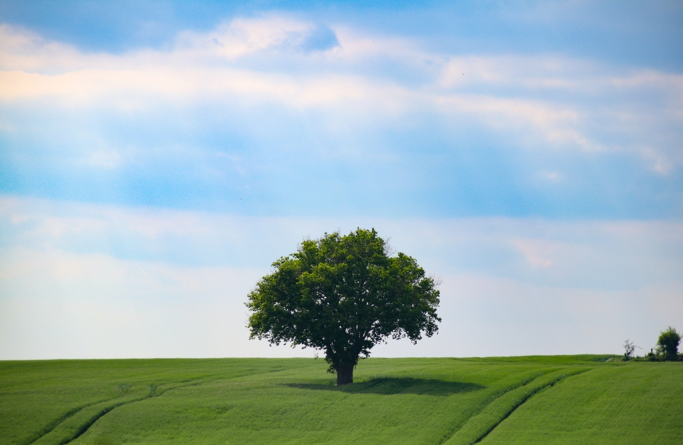 Árbol